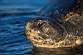 Tortue Marine