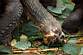 Tortue Terrestre