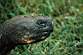 Tortue Terrestre